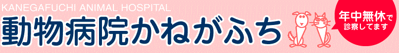 動物病院かねがふち