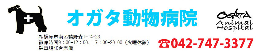 オガタ動物病院