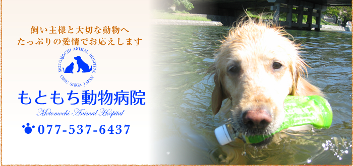 もともち動物病院