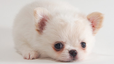 つかさ動物病院